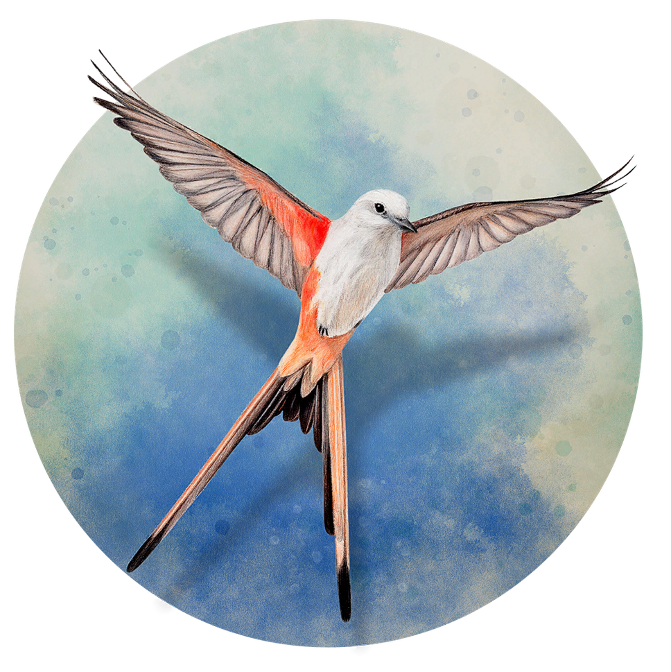 Wingspan icon